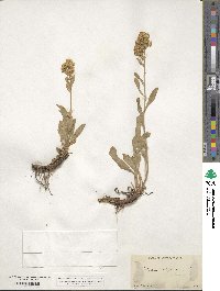 Solidago virgaurea image