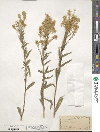 Solidago virgaurea image