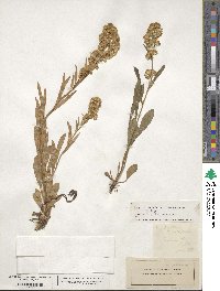 Solidago virgaurea image