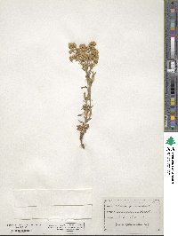 Solidago virgaurea image