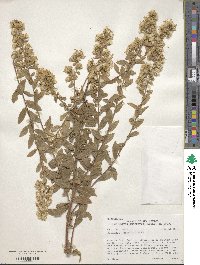 Solidago wrightii image