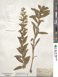 Solidago wrightii image