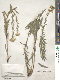 Solidago wrightii image