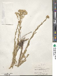 Solidago wrightii image