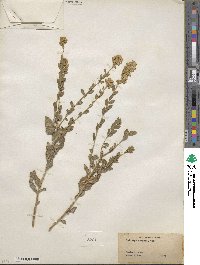 Solidago wrightii image