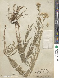 Solidago wrightii image