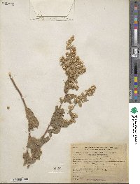 Solidago wrightii image