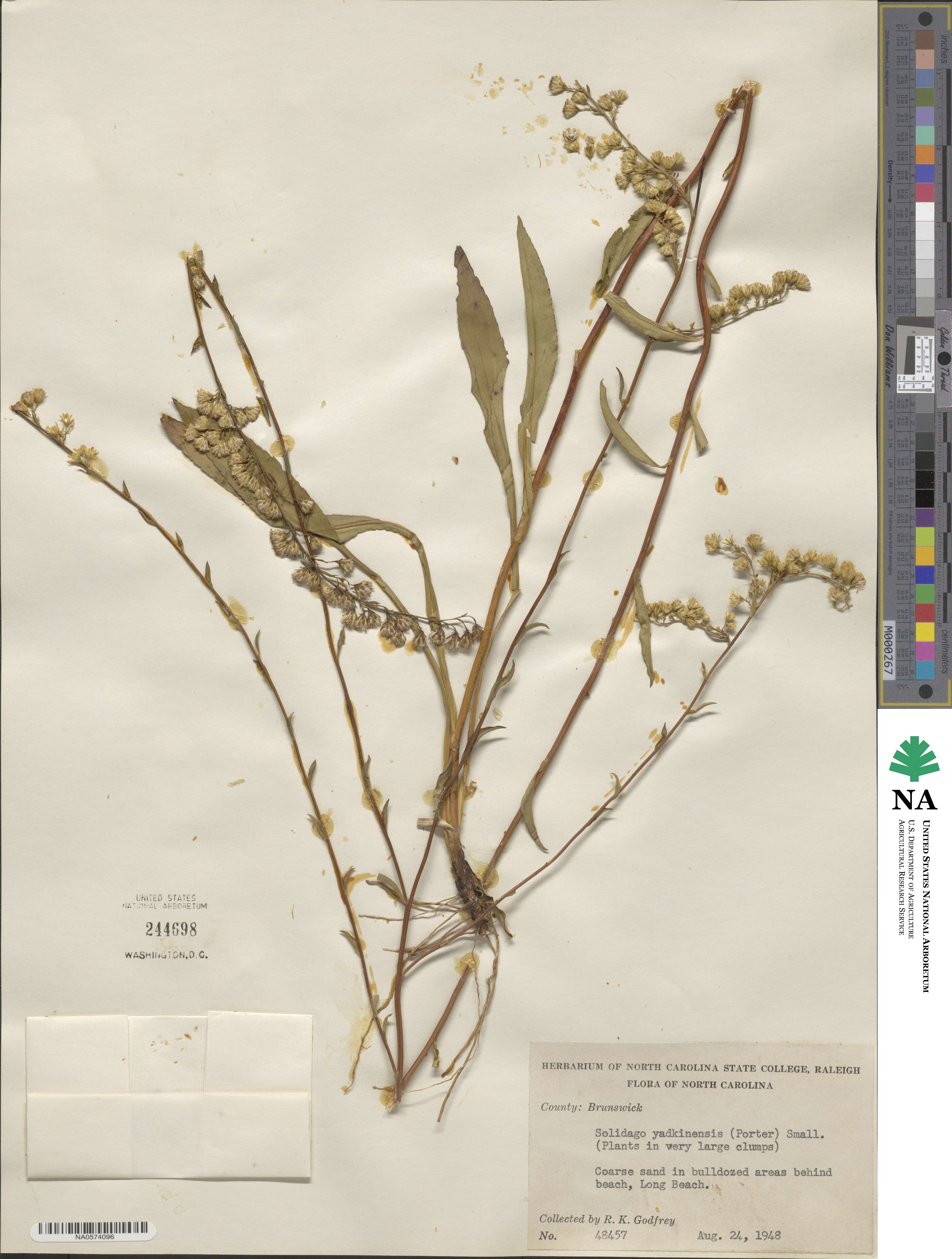 Solidago arguta image