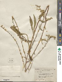 Solidago arguta image