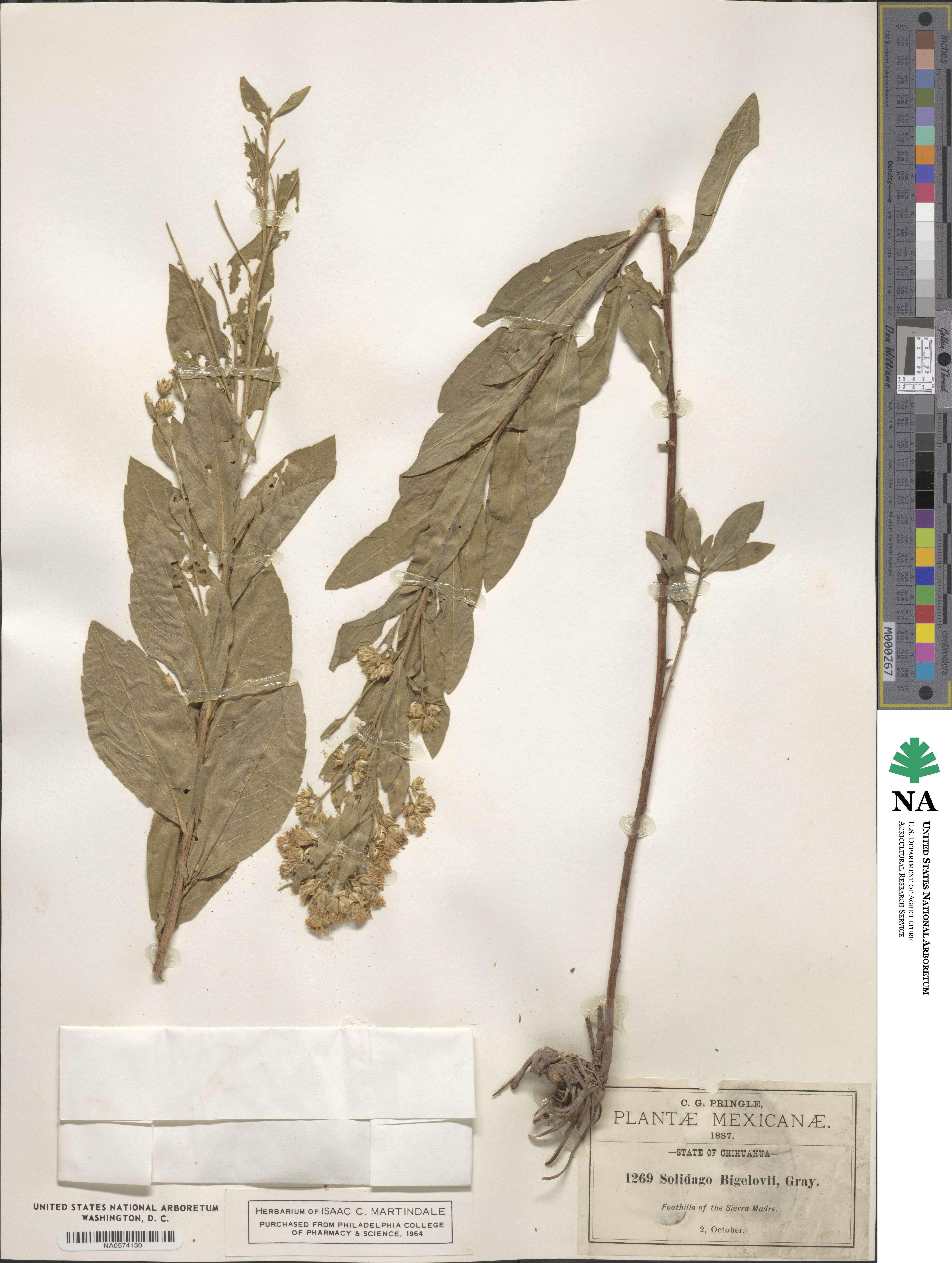 Solidago wrightii image