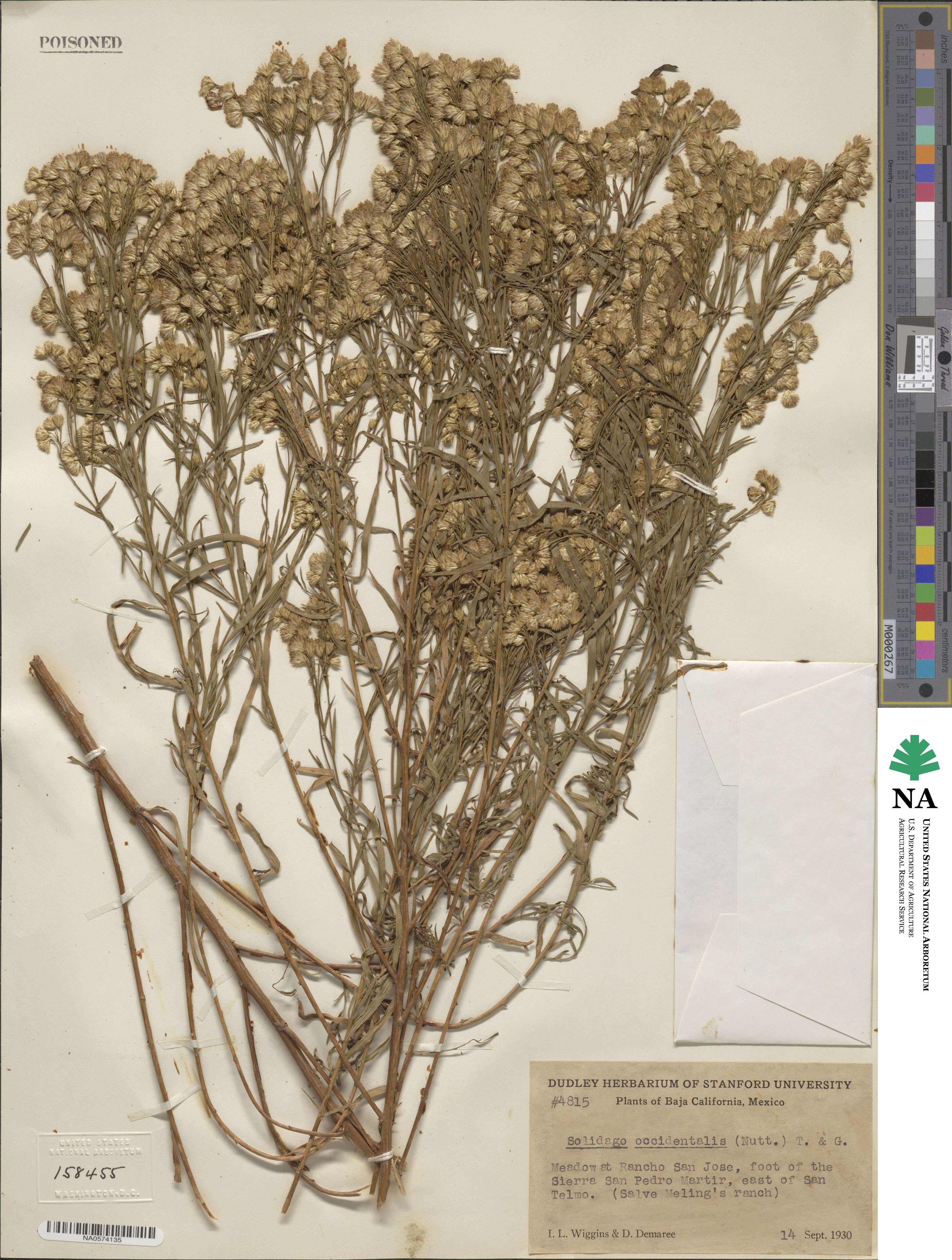 Euthamia occidentalis image