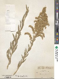 Solidago velutina image