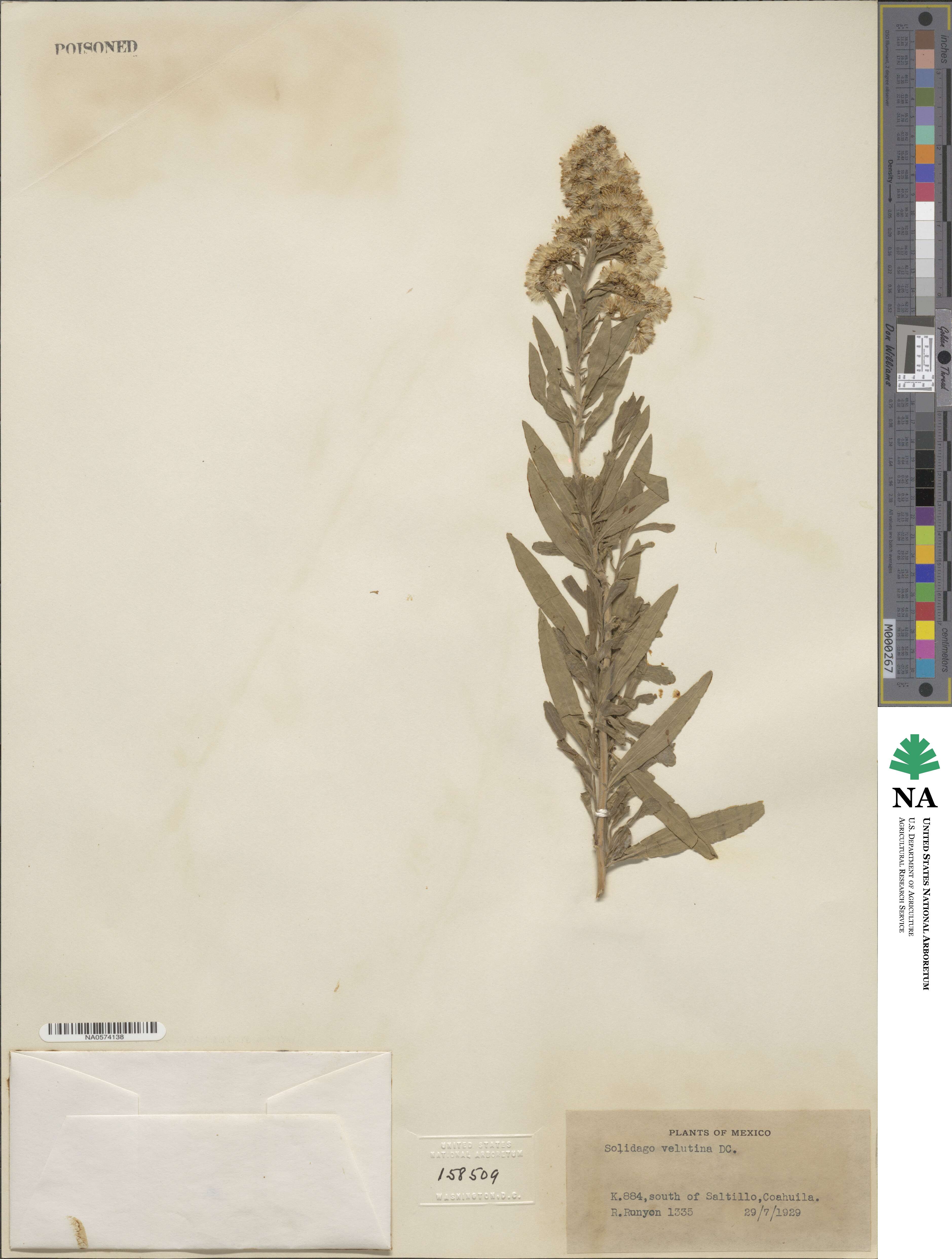 Solidago velutina image