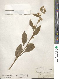 Solidago virgaurea image