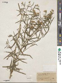 Euthamia lanceolata image