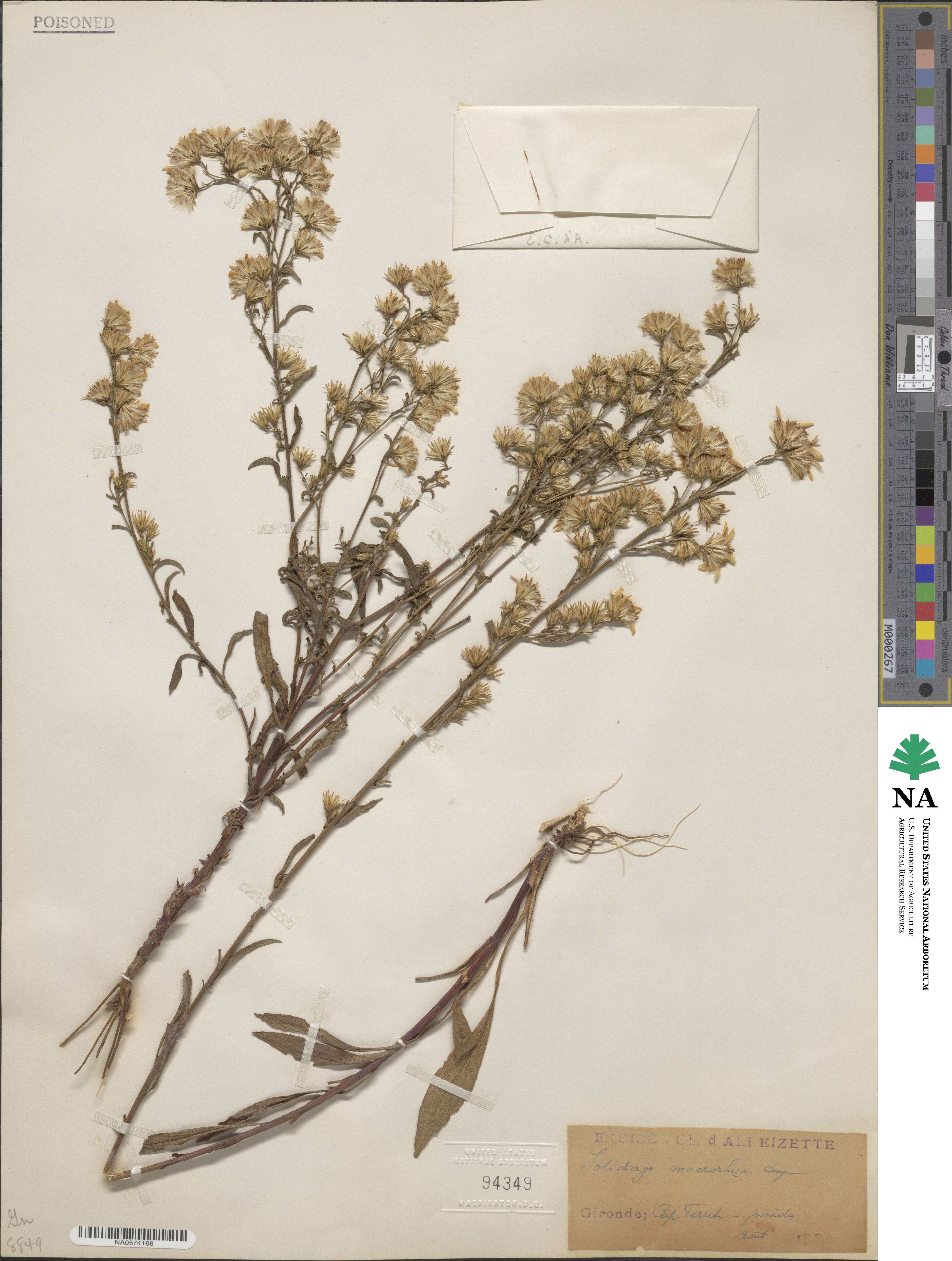 Solidago virgaurea subsp. virgaurea image