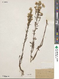 Solidago virgaurea subsp. virgaurea image