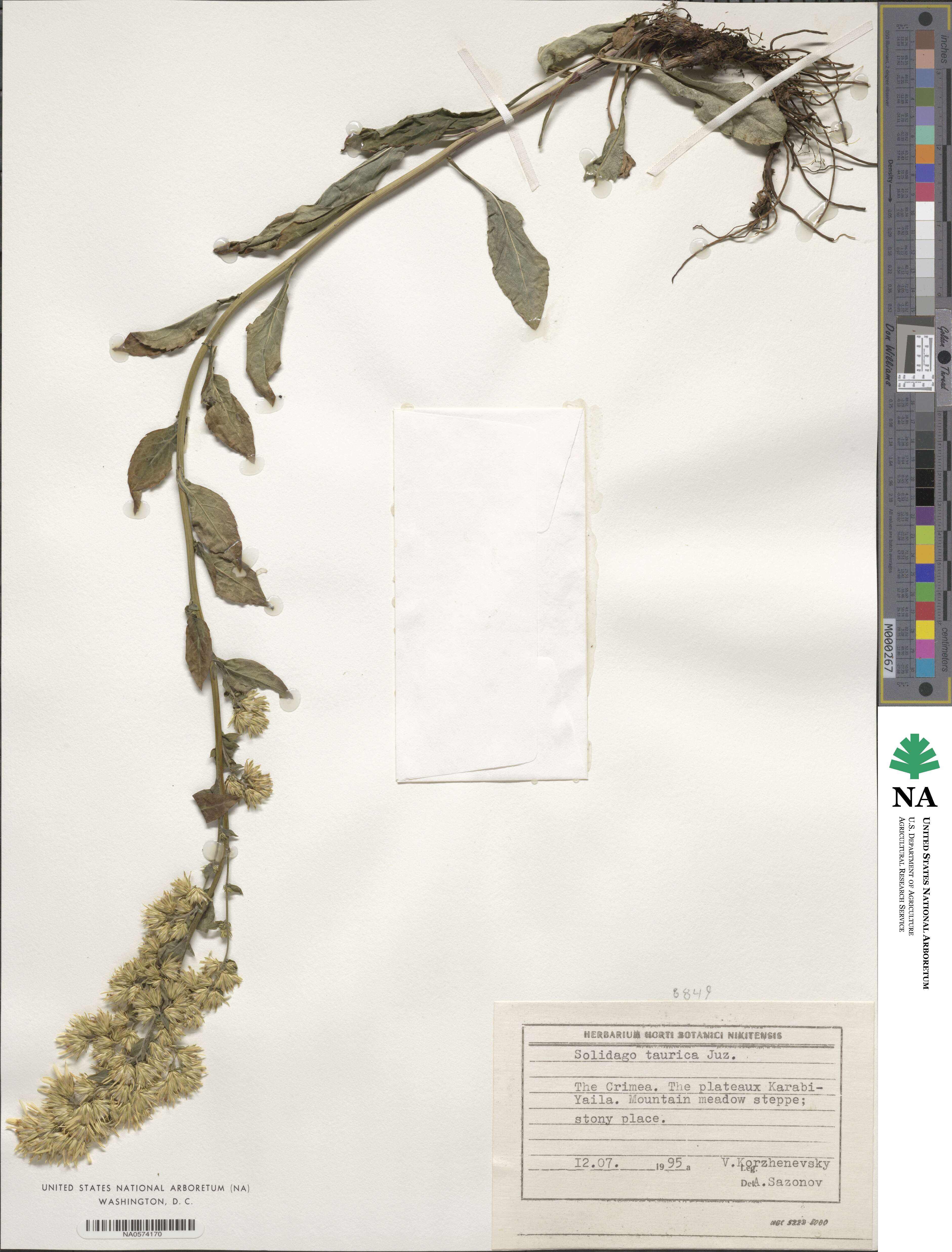 Solidago virgaurea subsp. taurica image