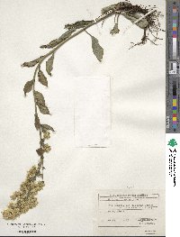 Solidago virgaurea image