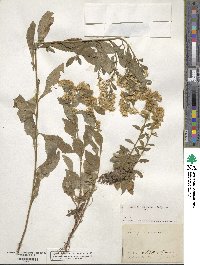 Solidago virgaurea image