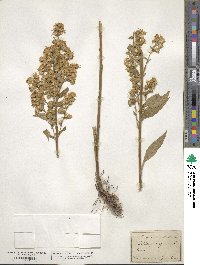 Solidago virgaurea image