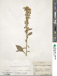 Solidago virgaurea image