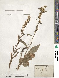 Solidago virgaurea image