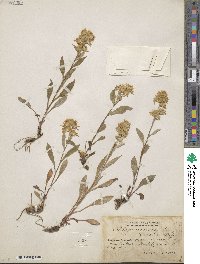 Solidago virgaurea image