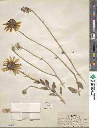 Encelia californica image