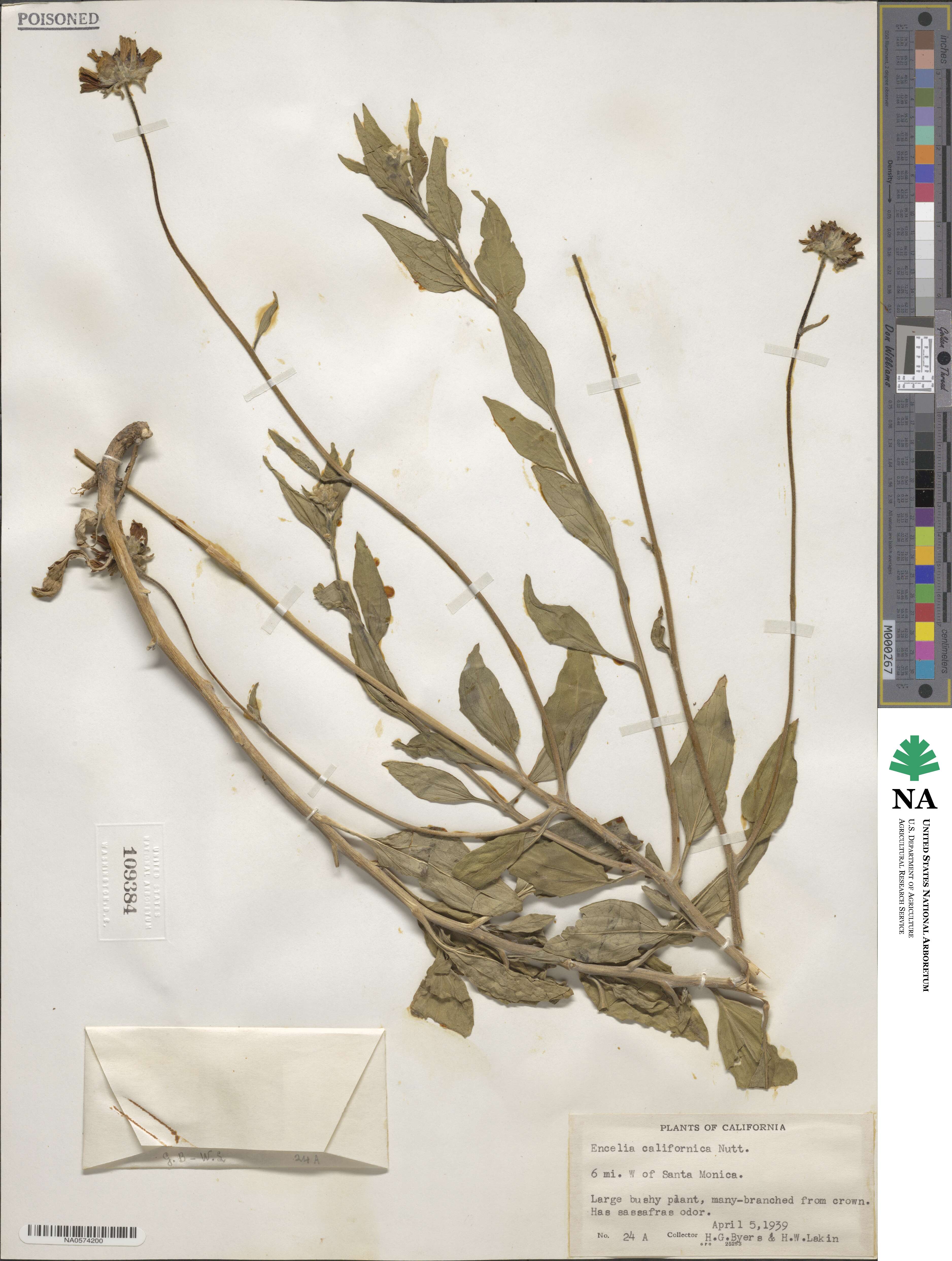 Encelia californica image