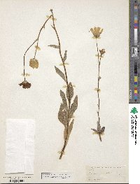 Geraea canescens image