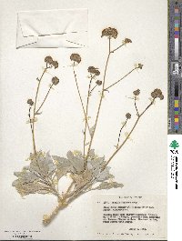 Encelia farinosa image