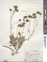 Encelia farinosa image