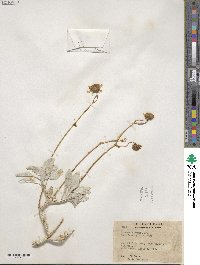 Encelia farinosa image