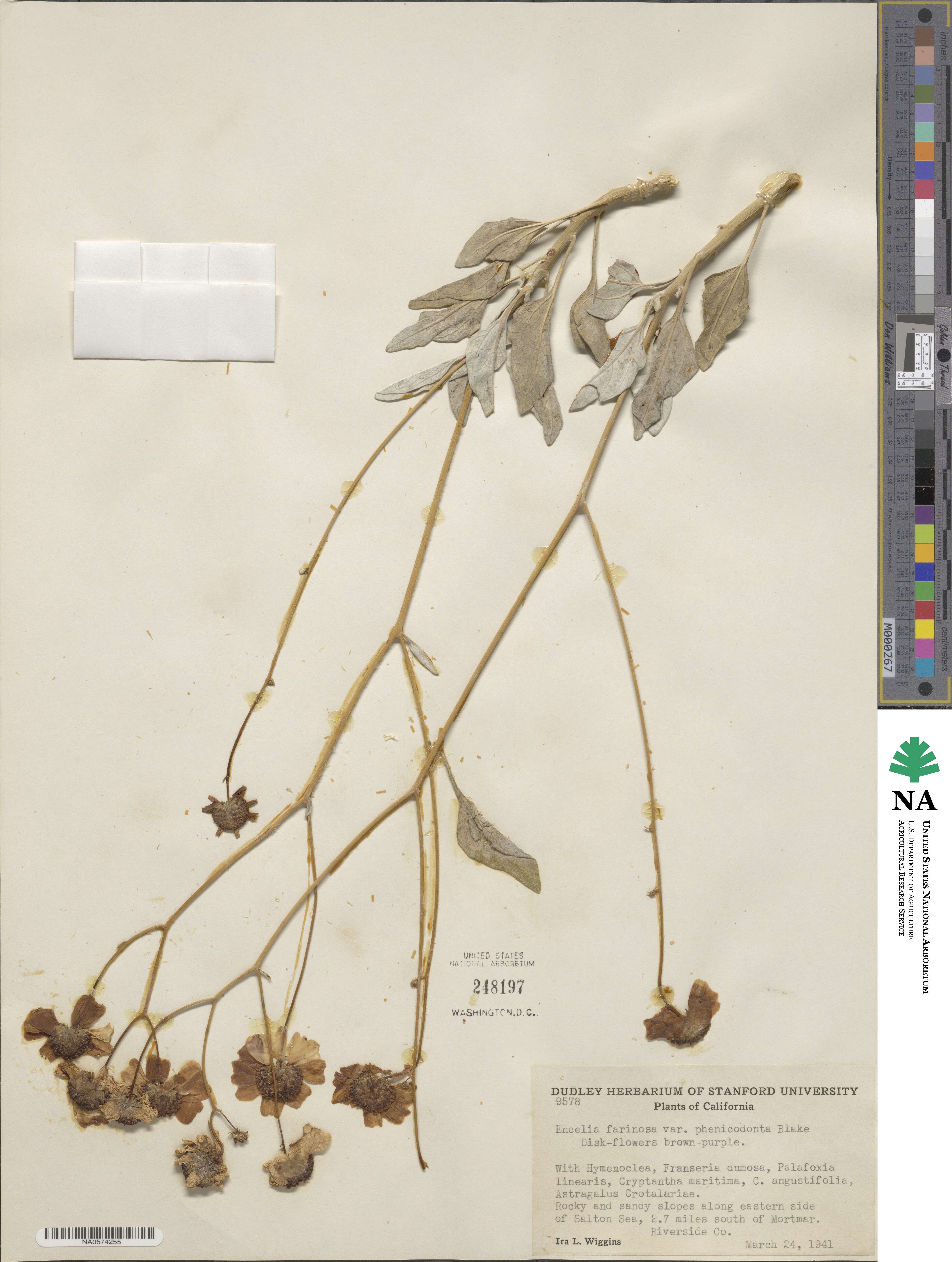 Encelia farinosa image