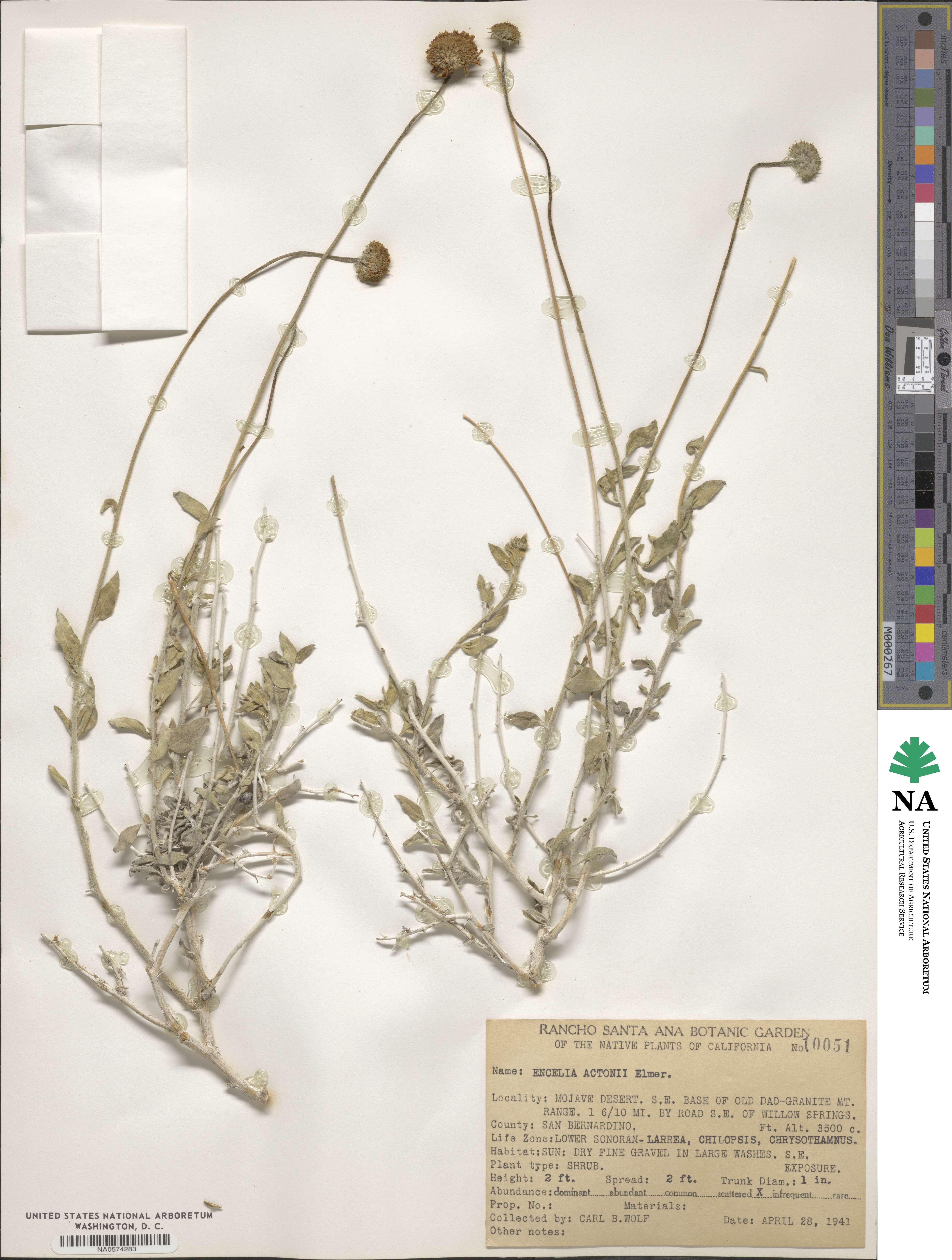 Encelia actoni image