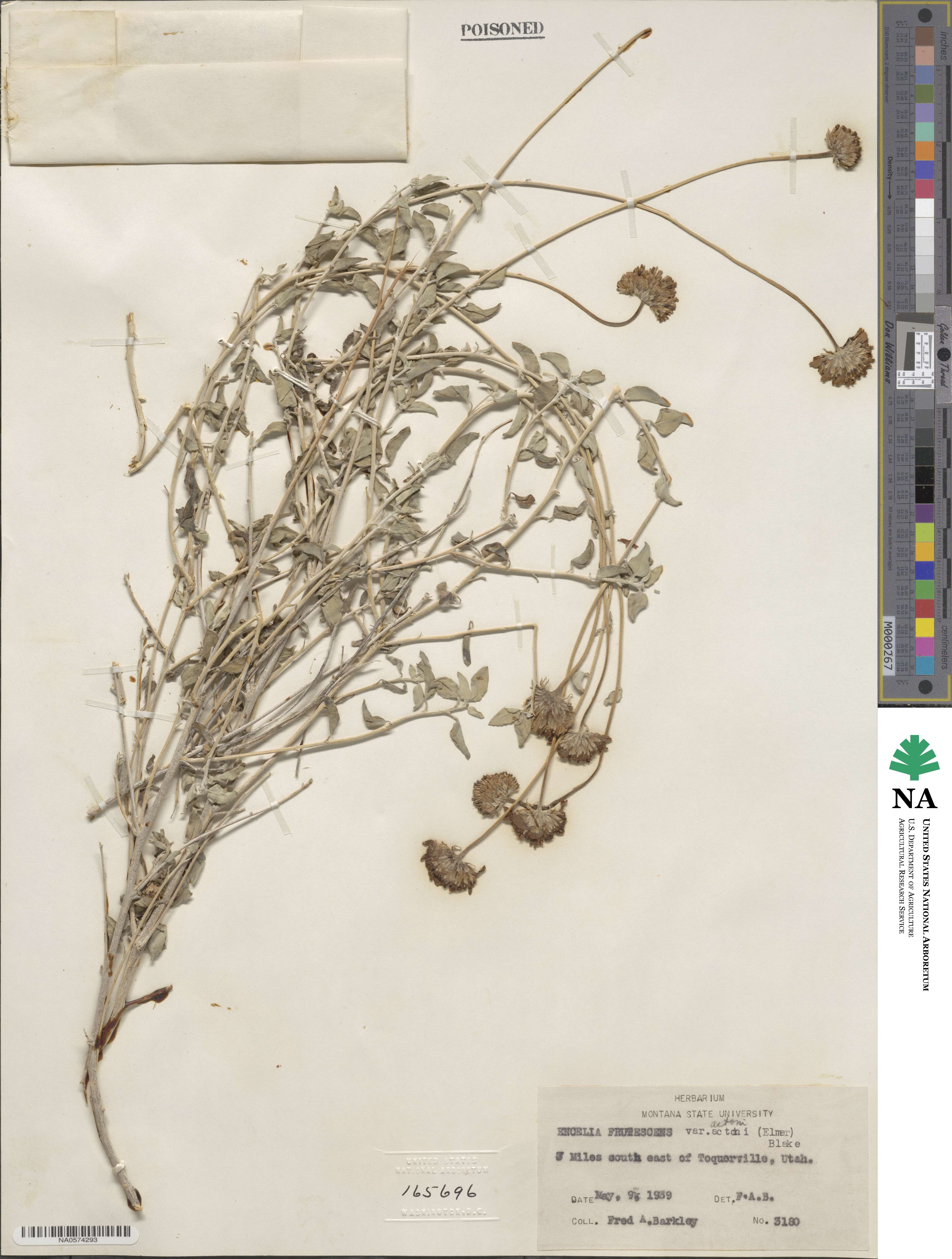 Encelia actoni image