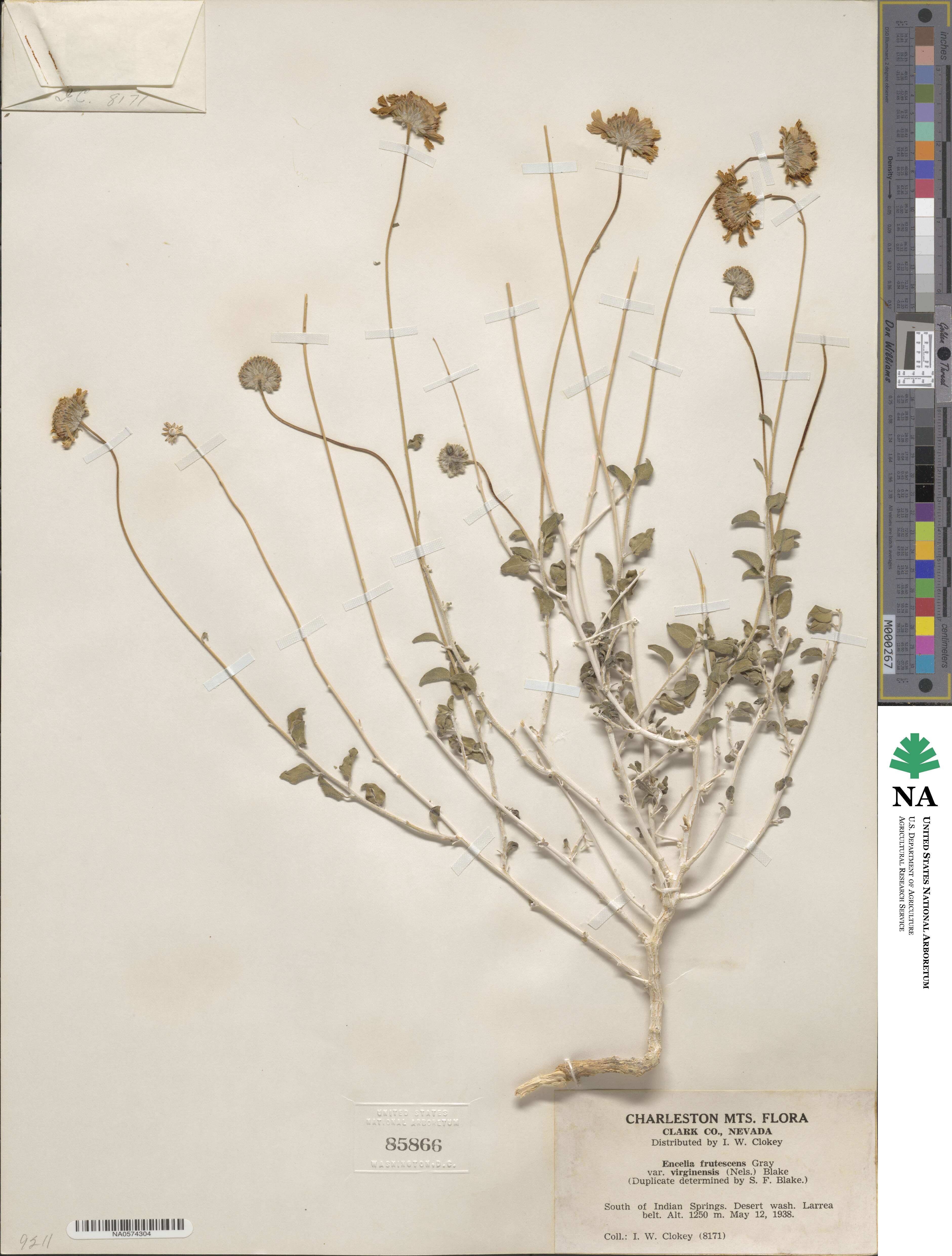 Encelia frutescens image