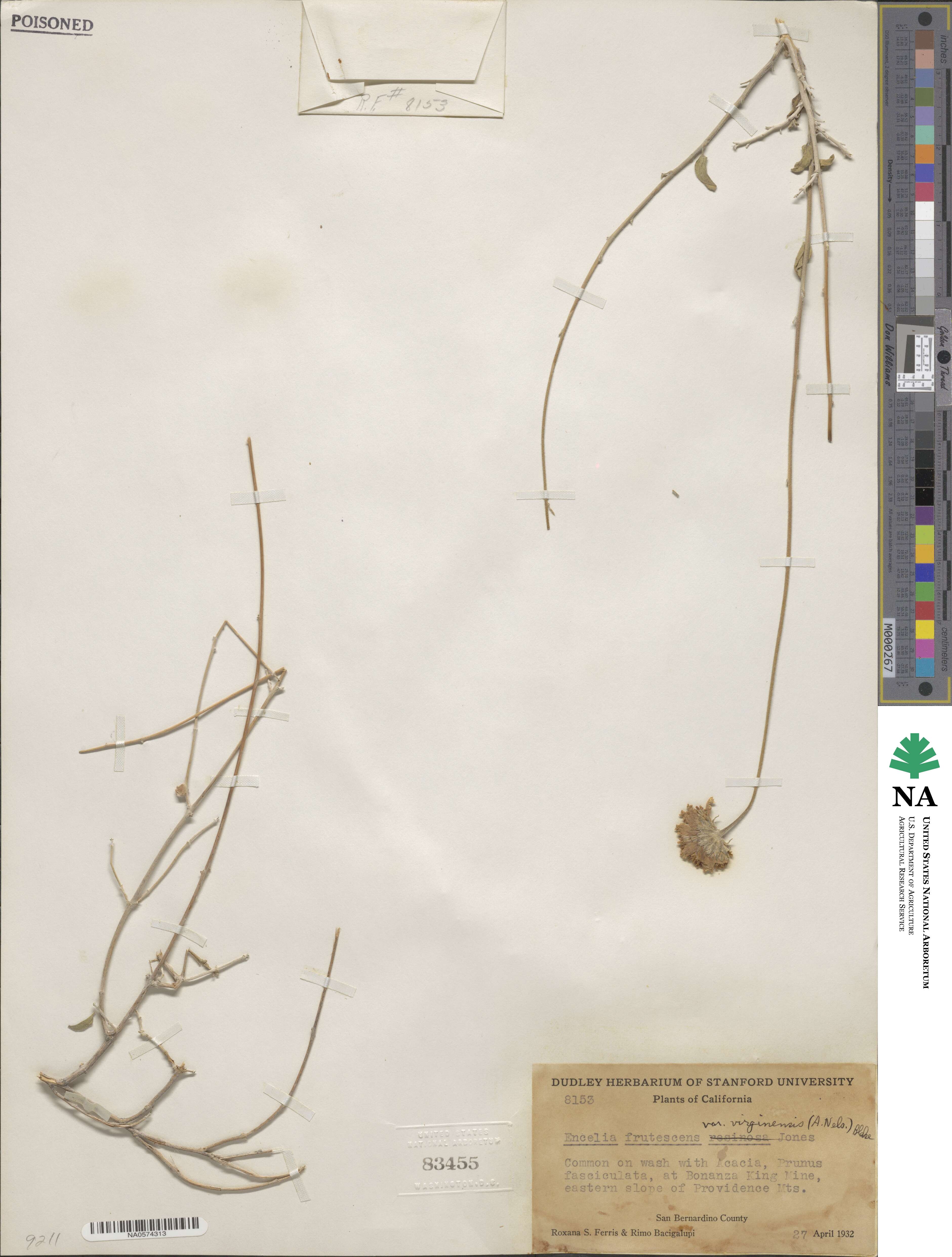 Encelia image