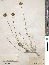 Encelia frutescens var. virginensis image