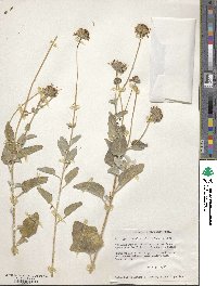 Image of Encelia palmeri