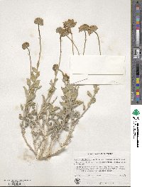 Encelia virginensis subsp. actoni image