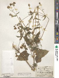 Simsia lagascaeformis image