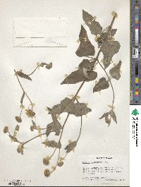 Simsia lagascaeformis image