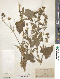 Simsia amplexicaulis image