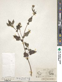 Simsia amplexicaulis image