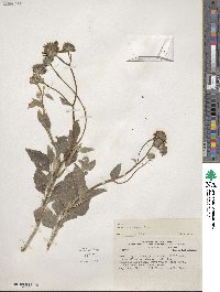 Encelia canescens image