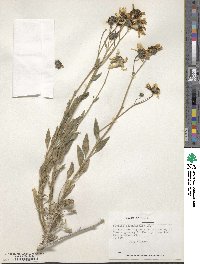 Encelia canescens image