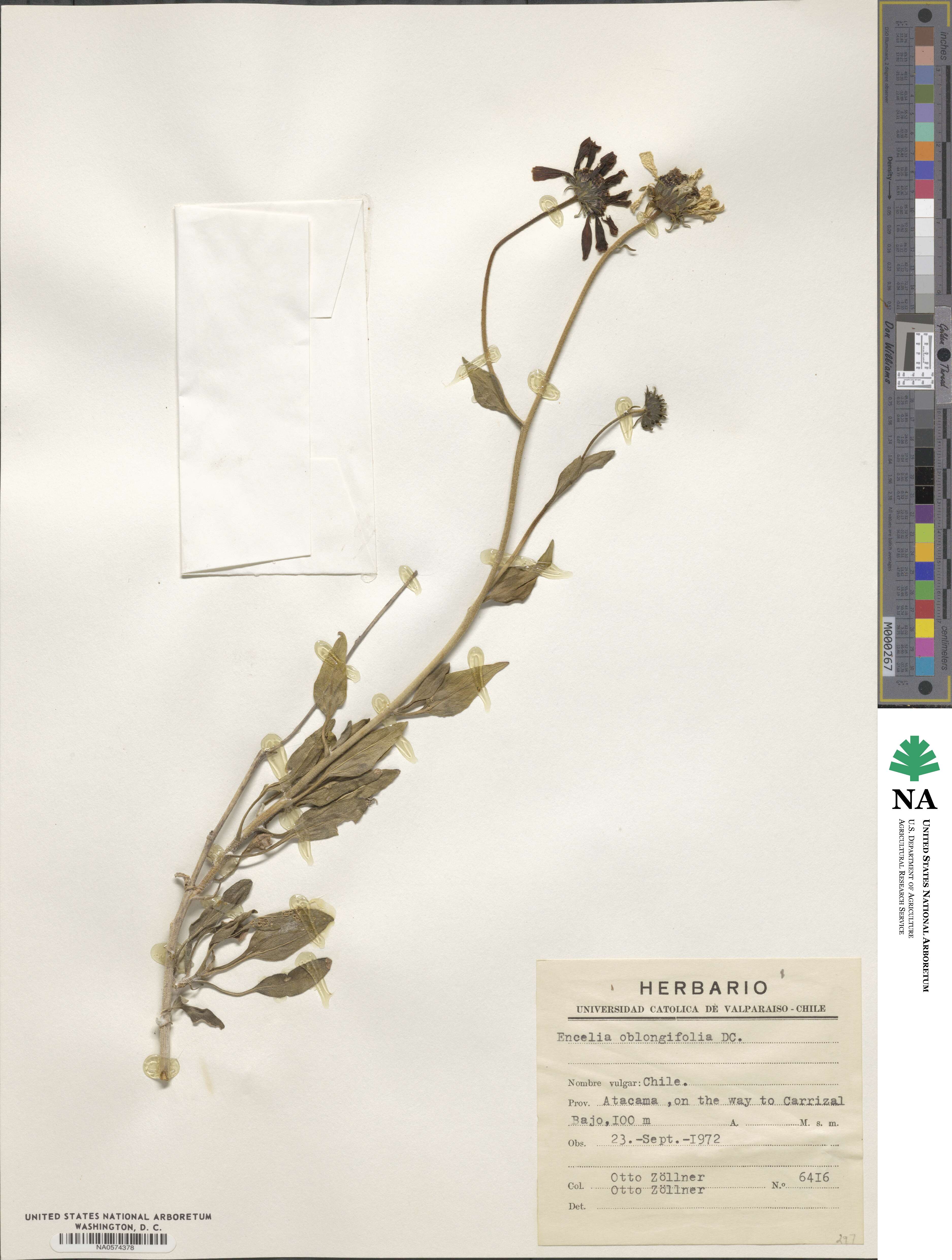 Encelia canescens var. oblongifolia image