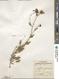 Encelia canescens image